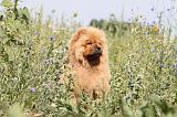 CHOW CHOW 071